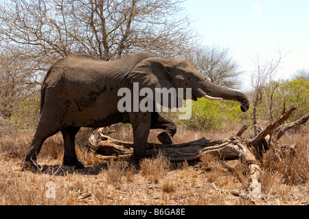 wild wild Elefant Elefant Loxodonta Africana KRUGER NP Süd-Afrika Südafrika Essen Feed Fütterung Wald Staub Sand sand Stockfoto