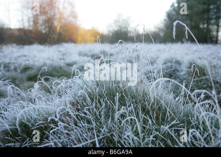 Einem niedrigen Winkel Blick auf Gräser in Frost bedeckt. Stockfoto