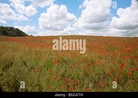 Wilde Norfolk Poppy Field an der Nordküste Norfolk an einem hellen und lebendigen sonnigen Sommertag am Weybourne Stockfoto