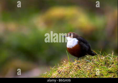 Wilde Dipper in Lathkill Dale, Derbyshire Stockfoto