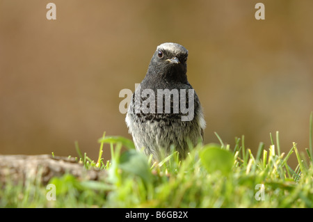 Ein Bild von einem Vogel Stockfoto