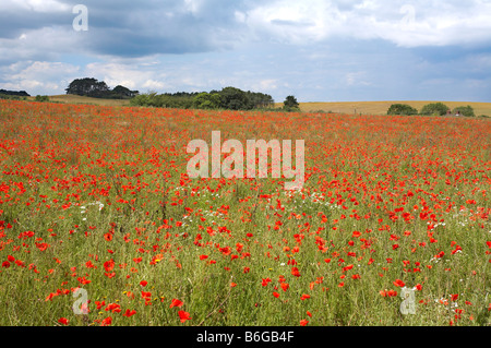 Wilde Norfolk Mohnfeld auf die North Norfolk Küste bei Weybourne Stockfoto