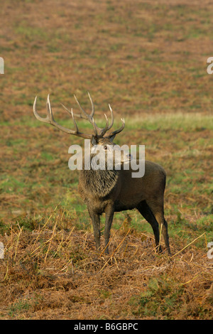 Rothirsch Cervus Elaphus Einzel Erwachsene männliche stehen im Bracken im Herbst Bradgate Country Park Leicestershire UK Stockfoto