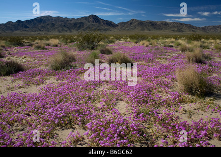 Kalifornien - Sand Verbene blühen im Pinto Basin mit Pinto-Berge in der Ferne Joshua Tree Nationalpark Stockfoto