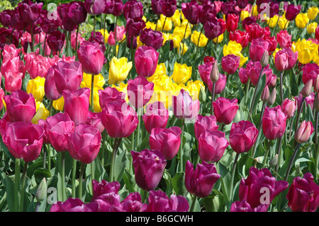 Bunten Bett von Tulpen in Jersey, Kanalinseln Stockfoto