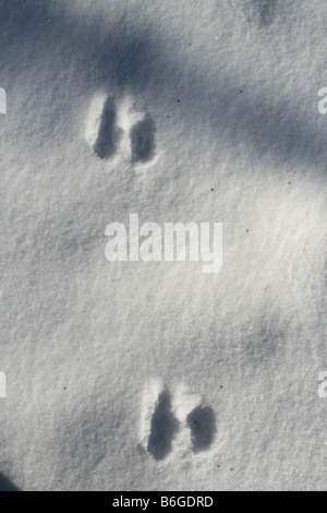 Östlichen Cottontail Kaninchen Spuren im Schnee östlichen Nordamerika Stockfoto