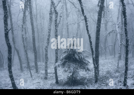 Einsame Kiefer auf verschneite Landschaft in der Dämmerung Stockfoto