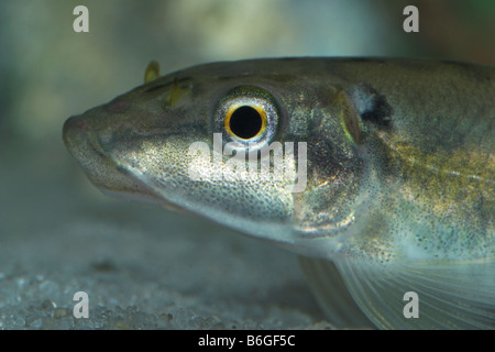 Gyrinocheilus aymonieri Chinesisch Algen Esser in tropische Fische Aquarium. Großbritannien Stockfoto