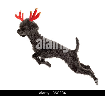 Rudolf Schwarz Nosed Reindeer schwarz Toypudel in einer Pose des Fliegens Stockfoto