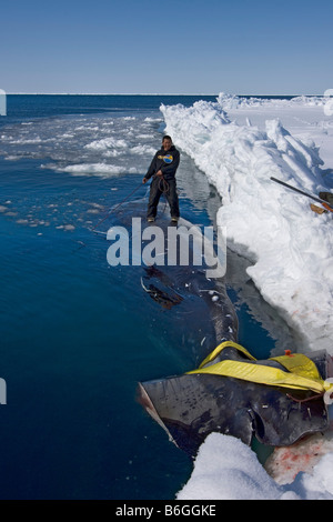 Inupiaq Walfänger steht auf einem 48 Fuß 8 Zoll Grönlandwal Balaena Mysticetus in der Chukchi Meer Arktis Alaska gefangen Stockfoto