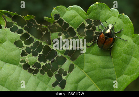 Japanische Käfer schädigt ein grünes Blatt in ein charakteristisches lacy Aussehen durch durch das Kauen die zwischen den Adern Stockfoto