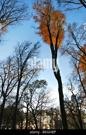 herbstlichen Wald Szene mit bunten Buche Bäume im Wald von Hillenraedt Burg in der Nähe von Roermond Limburg Niederlande Stockfoto