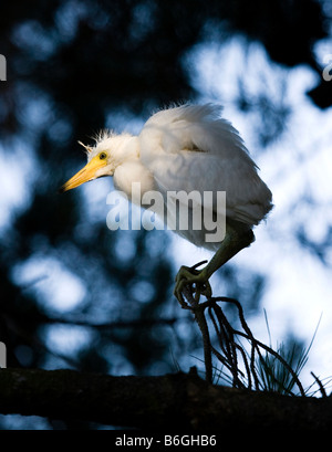 Porträt von einem Snowy Reiher Egretta unaufger Küken auf der Suche nach seinem Nest und warten darauf, von seinen Eltern gerettet werden Stockfoto