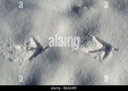 Wildtruthahn Tracks Meleagris Gallopavo im Schnee Nordamerika Stockfoto