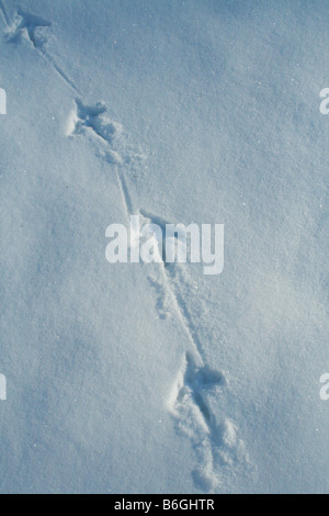 Wildtruthahn Tracks Meleagris Gallopavo im Schnee Nordamerika Stockfoto