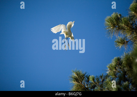 Snowy Reiher Egretta unaufger Zucht Gefieder kommt für eine Landung Stockfoto