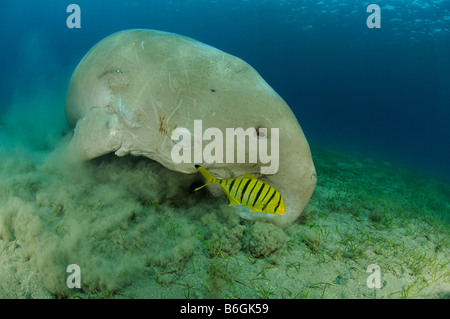 Dugong Dugon und Gnathanodon Speciosus, Seacow und goldenen trevally Stockfoto