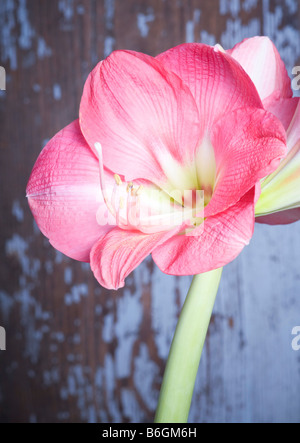 Amaryllis Hippeastrum SUSAN Stockfoto