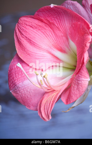 Amaryllis Hippeastrum SUSAN Stockfoto