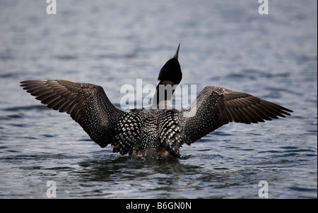 Großen nördlichen Taucher am Sharbot See Ontario Kanada Stockfoto