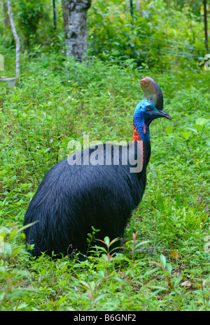 Schließen Sie herauf Bild der Kasuar in Grasgrün Stockfoto