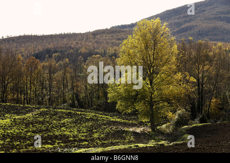 Autumn Tree Landscape Tuscany Italy Stockfoto