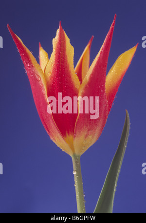 Tulipa 'Fly Away' (Tulip) Lily blühenden Gruppe. Stockfoto