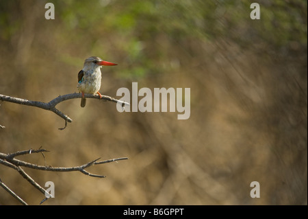 Braun mit Kapuze Kingfisher gehockt Zweig Baum wilde Tierwelt Südafrikas sitzend auf AST Himmel einfarbigen Hintergrund Süd-Afrika Stockfoto