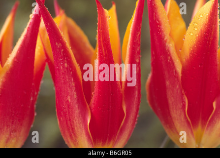 Tulipa 'Fly Away' (Tulip) Lily blühenden Gruppe. Stockfoto