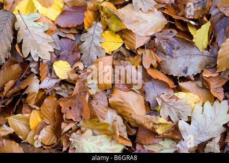 Herbst-Laub auf einem Wanderweg in Essex UK Stockfoto