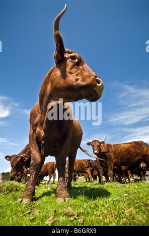 Salers-Kühe (Bos Taurus Domesticus) im Sancy-massiv (Puy de Dôme - Frankreich). Vaches Salers Dans le Massif du Sancy (Frankreich). Stockfoto