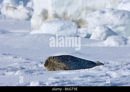 Ringelrobbe (Phoca hispida) Porträt von Welpen, die auf Eis liegen, im Chukchi-Meer, vor der Küste von Point Barrow, arktisches Alaska Stockfoto