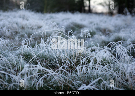 Einem niedrigen Winkel Blick auf Gräser in Frost bedeckt. Stockfoto