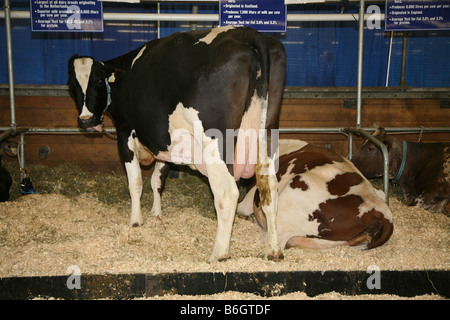 Holstein Kuh mit vollen Euter in Scheune Stockfoto