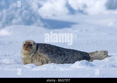 Ringelrobbe (Phoca hispida) Porträt von Jungtieren, die auf Eis liegen, Chukchi-Meer, vor der Küste von Point Barrow Utqiagvik Nordhang Alaska Stockfoto