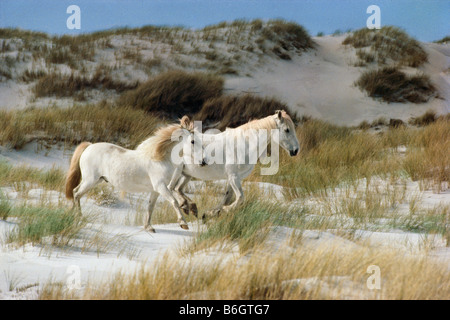 Weiße Ponys laufen frei in den weißen Sanddünen auf einer unbewohnten Insel, Falkland-Inseln, südliche Hemisphäre Stockfoto