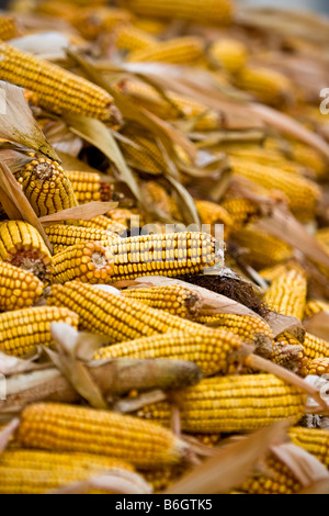 Mais, Mais (Zea Mays) Stockfoto