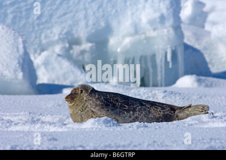 Ringelrobbe (Phoca hispida) Porträt von Jungtieren, die auf Eis liegen, Chukchi-Meer, vor der Küste von Point Barrow Utqiagvik Nordhang Alaska Stockfoto