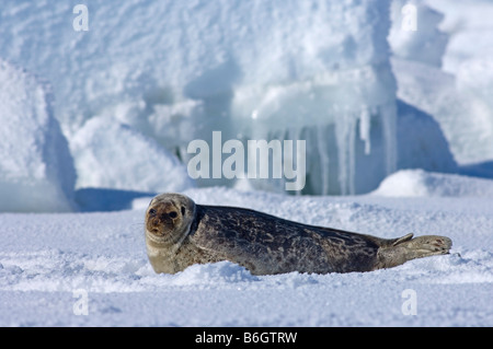 Ringelrobbe (Phoca hispida) Porträt von Jungtieren, die auf Eis liegen, Chukchi-Meer, vor der Küste von Point Barrow Utqiagvik Nordhang Alaska Stockfoto