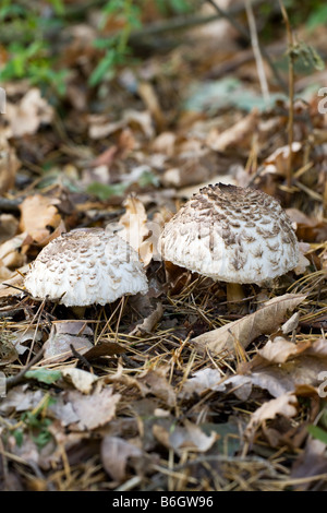 Shaggy Parasol Pilz Lepiota Rhacodes Fruchtkörper wachsen im Wald Laubstreu Stockfoto