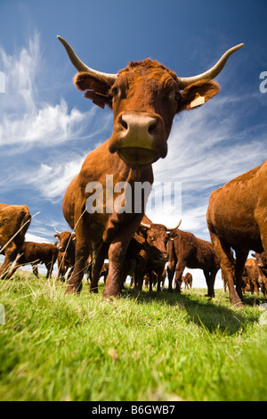 Salers-Kühe (Bos Taurus Domesticus) im Sancy-massiv (Puy de Dôme - Frankreich). Vaches Salers Dans le Massif du Sancy (Frankreich). Stockfoto