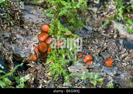 Wimpern Pilze Scutellinia Scutellata Fruting Körper wachsen auf einem moosigen gefallenen Baumstamm Stockfoto
