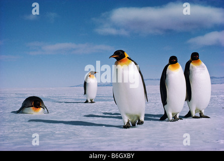 Mit würdevoll bewegt sich in Richtung Freiwasser zu ernähren sich von Euphausiid Garnelen, Aptenodytes Forsteri, Kaiserpinguine, Ross-Schelfeis Stockfoto