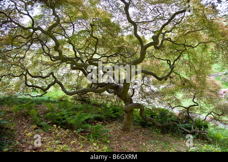 Japanischer Ahornbaum, Winterthur Museum & Country Estate Stockfoto