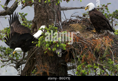 Weißkopfseeadler Haliaeetus Leucocephalus paar Erwachsene am Nest (eine nur fliegen ab) tendenziell jungen Jungadler auf Denman Island BC in Ma Stockfoto