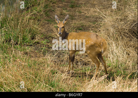 gemeinsamen DUIKER Sylvicapra Grimmia Antilope zu Fuß entlang der Süd-Afrika Südafrika Säugetier Afrika Busch Wald Tier Buschland pr Stockfoto