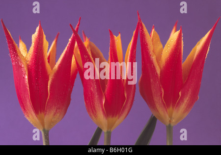 Tulipa 'Fly Away' (Tulip) Lily blühenden Gruppe. Stockfoto