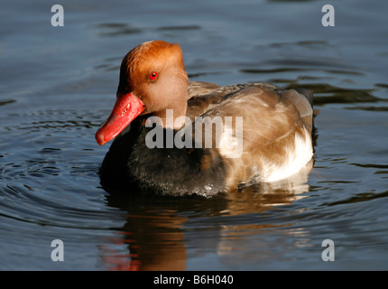 Rot Crested Tafelenten (Netta Rufina) Schwimmen bei Martin bloße & Feuchtgebiet Wildfowl Trust in Lancashire Stockfoto