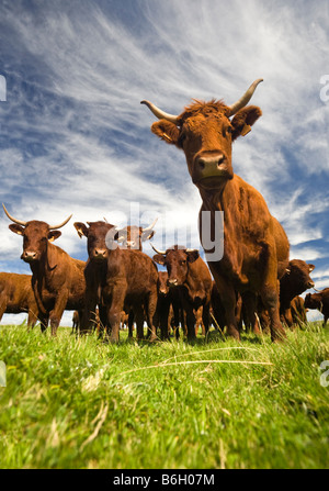 Salers-Kühe (Bos Taurus Domesticus) im Sancy-massiv (Puy de Dôme - Frankreich). Vaches Salers Dans le Massif du Sancy (Frankreich). Stockfoto