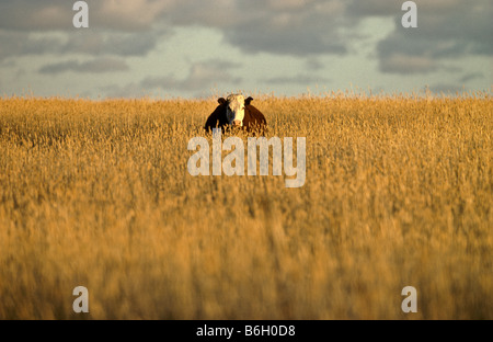 Kuh im Hayfield, Australien Stockfoto